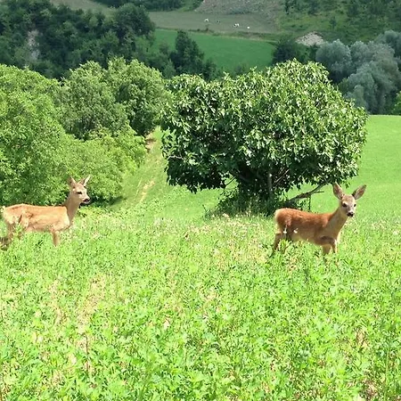 Agriturismo Pratalbino Bed & Breakfast *